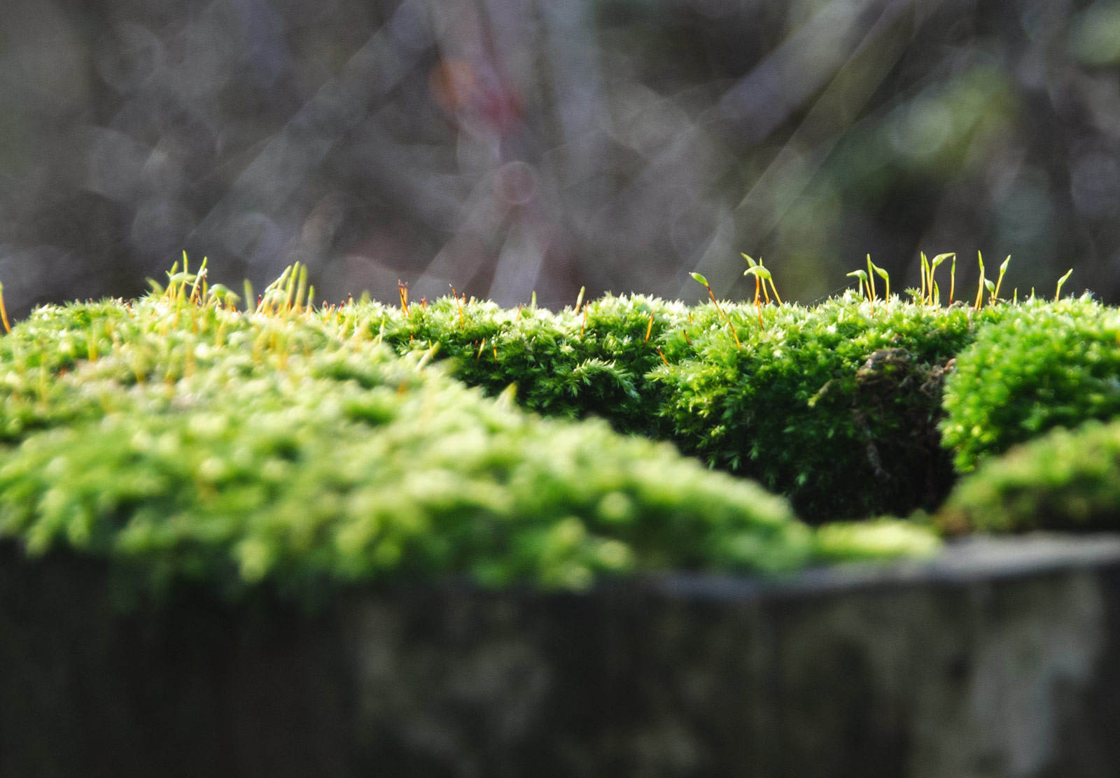 Moss growing on wood