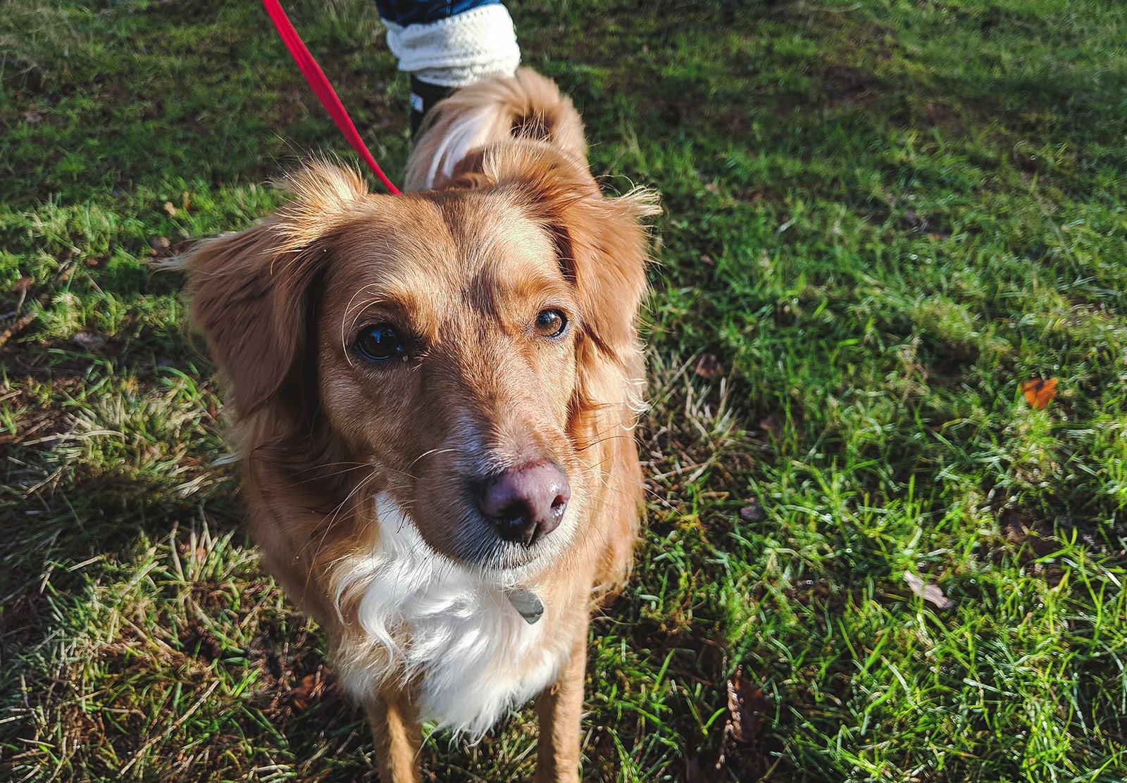 Ginger and white dog