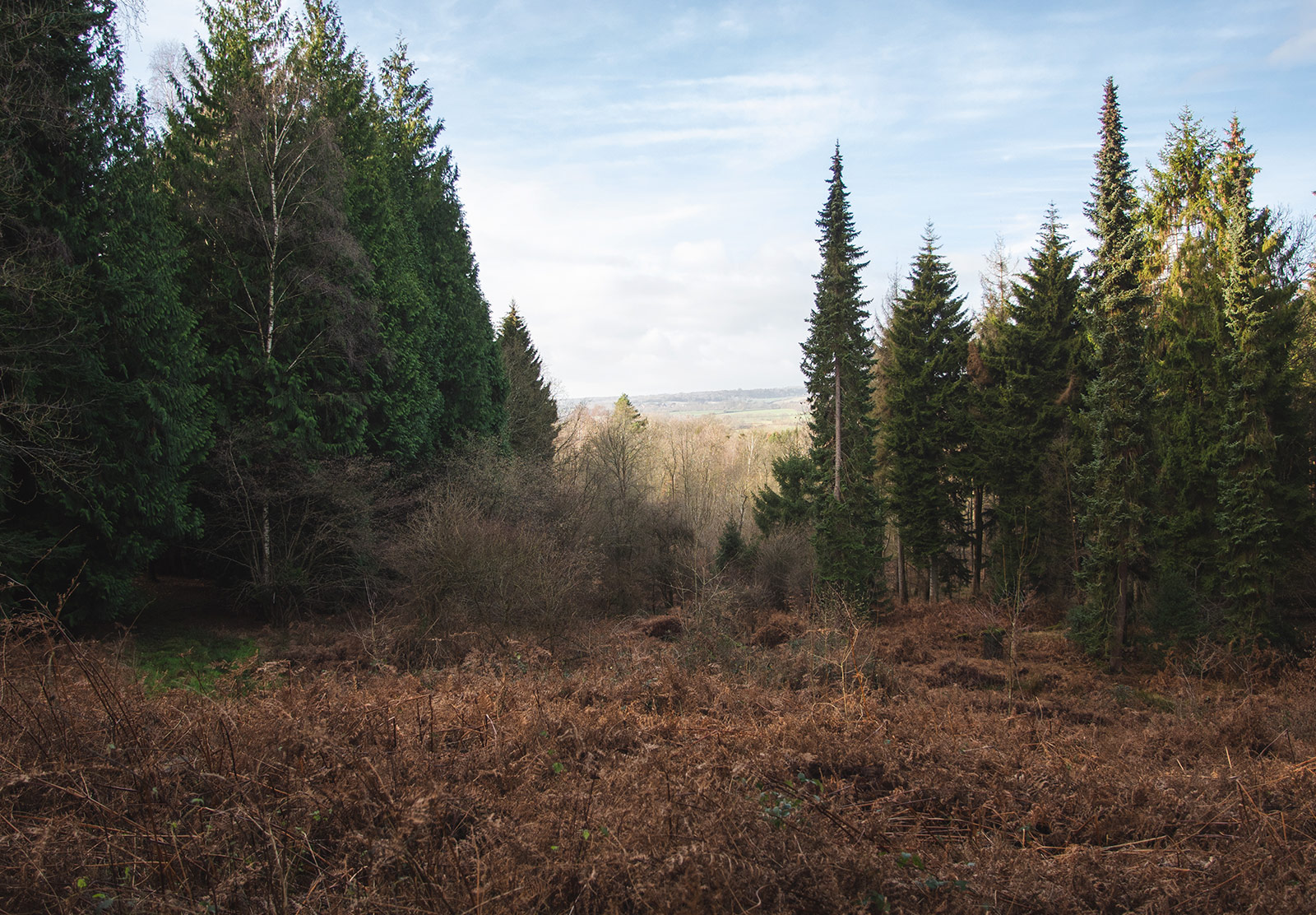 View between trees