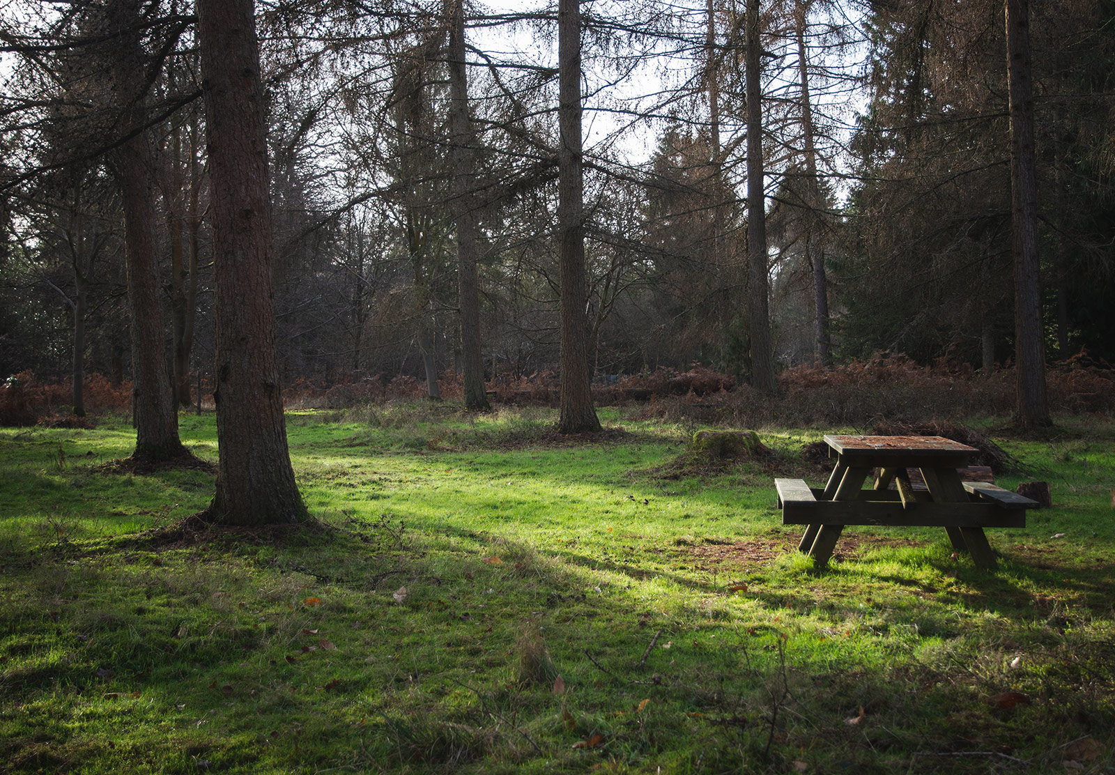 Picnic bench in the sun