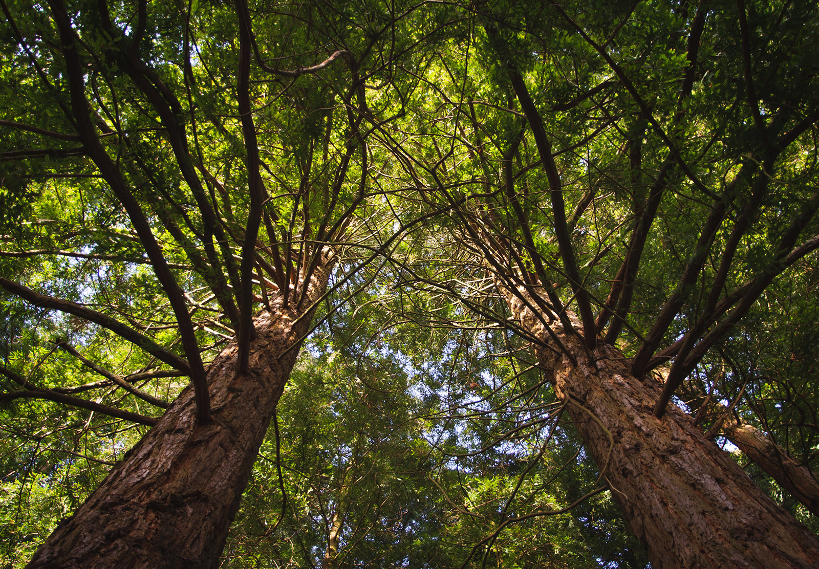 Tree branches