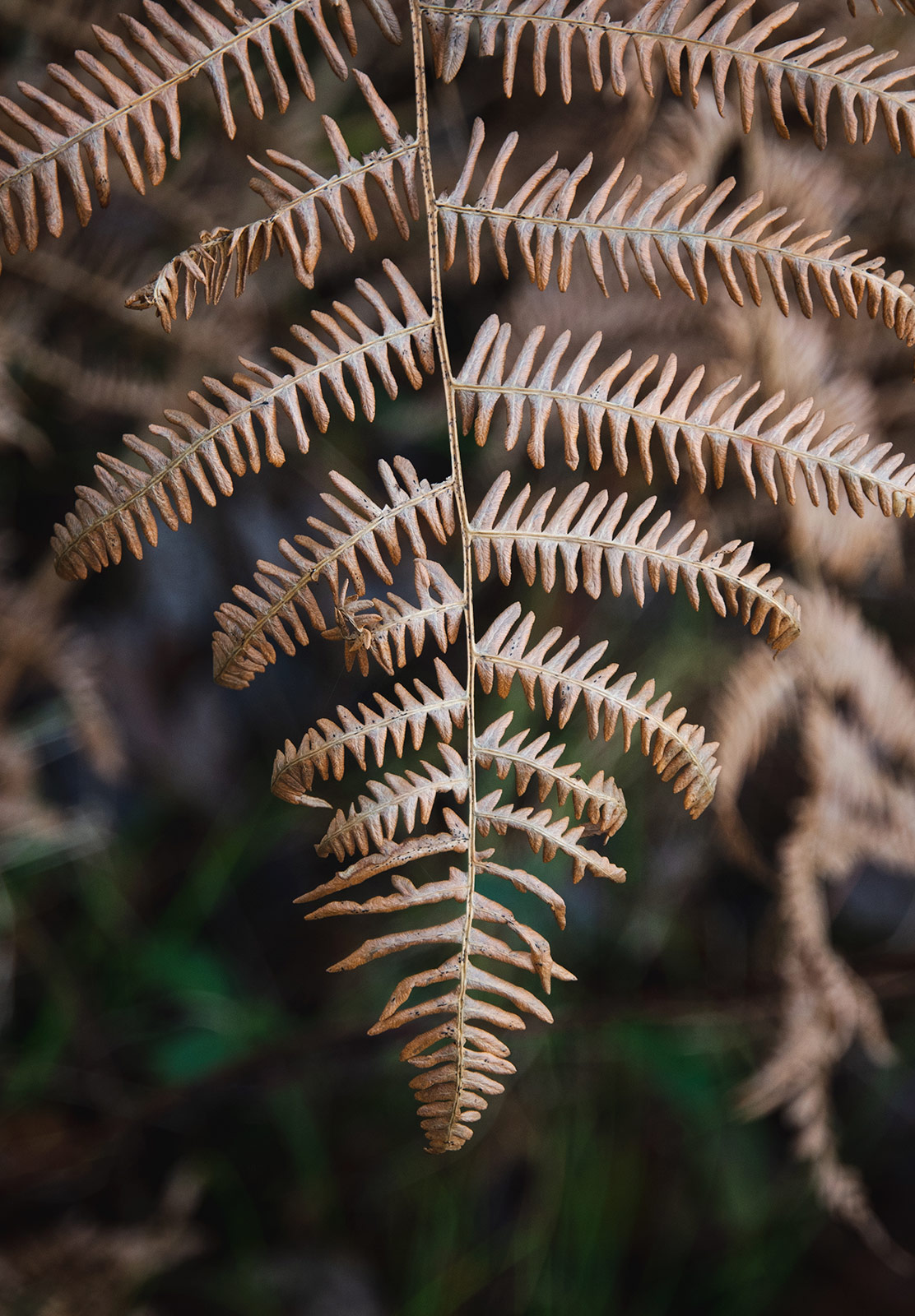 Closeup of orange fern