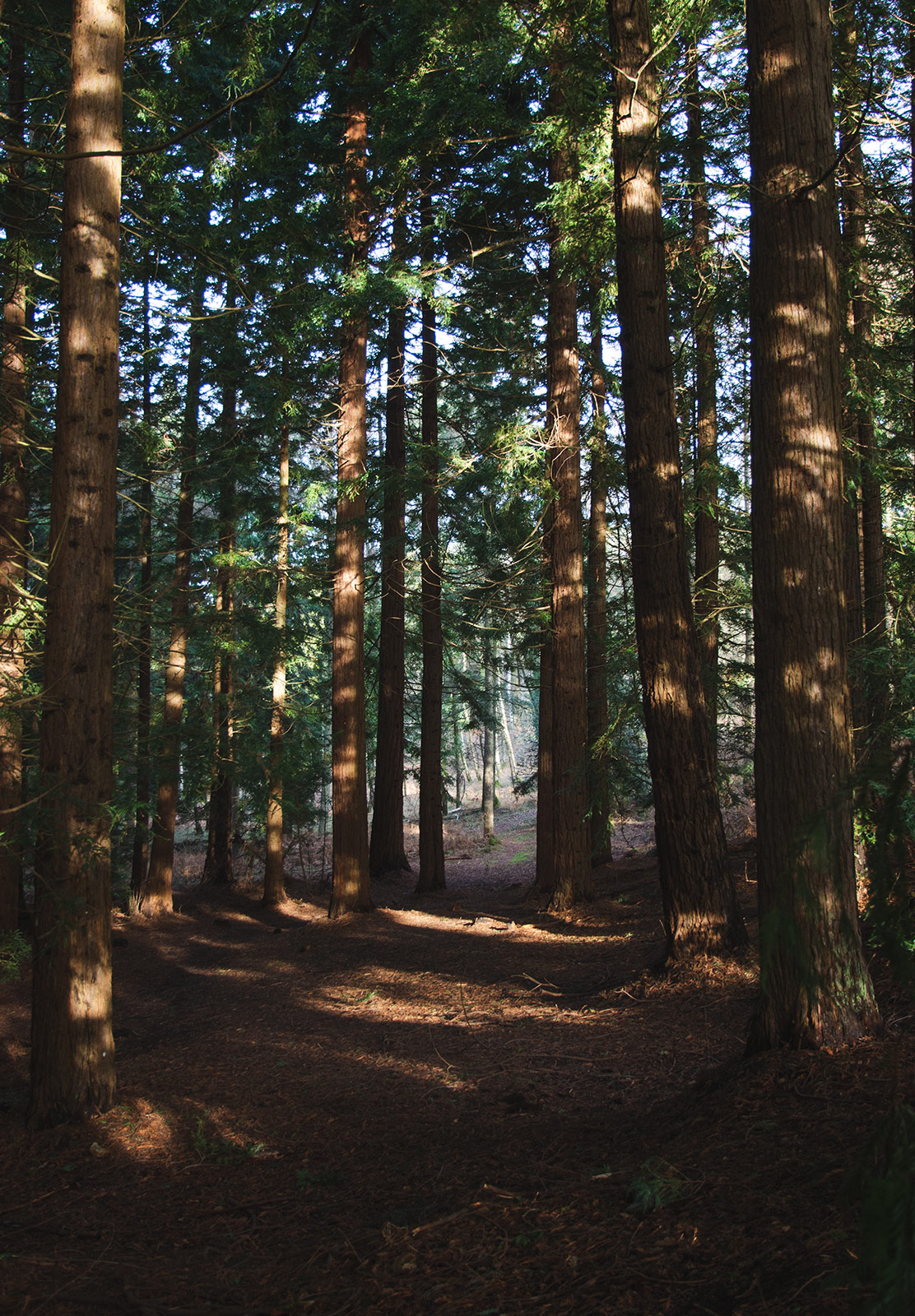 Dappled sun on trees