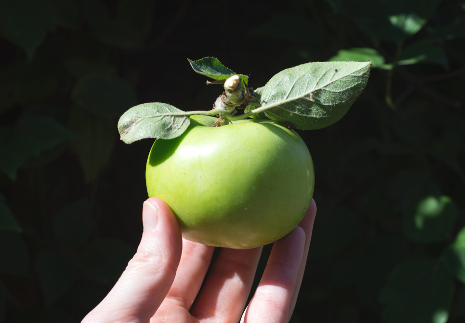 Hand holding apple