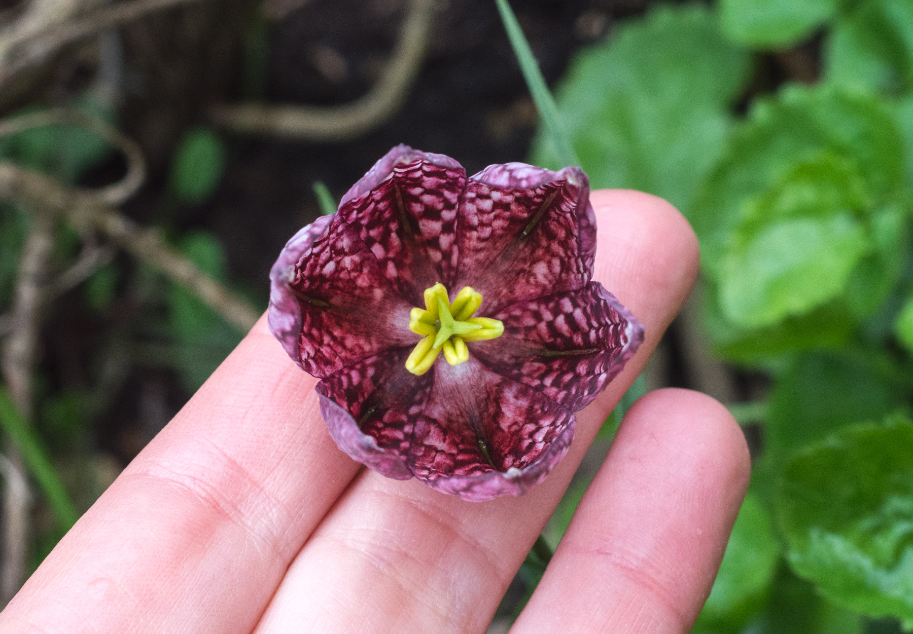 Centre of purple flower