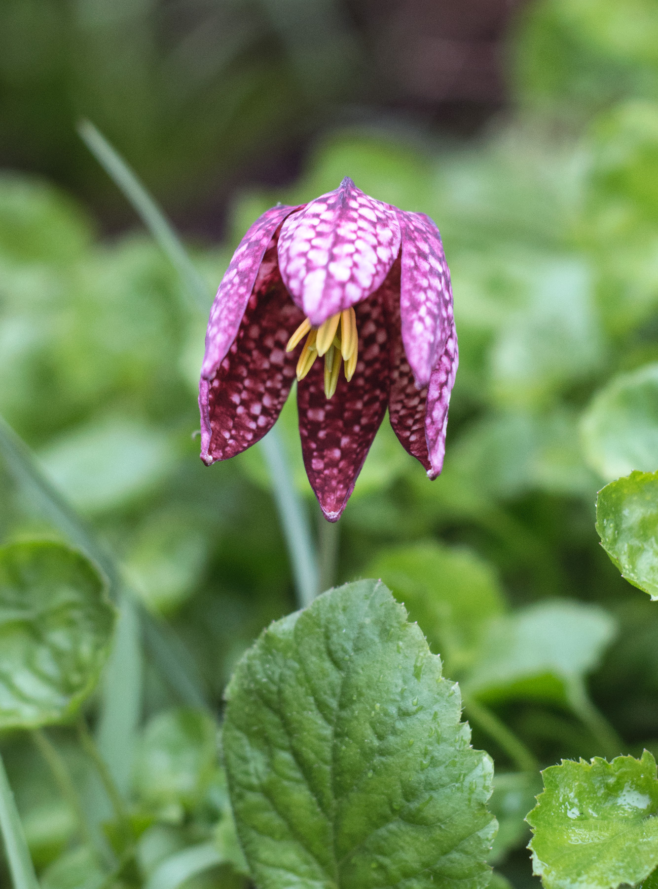 Checked purple flower