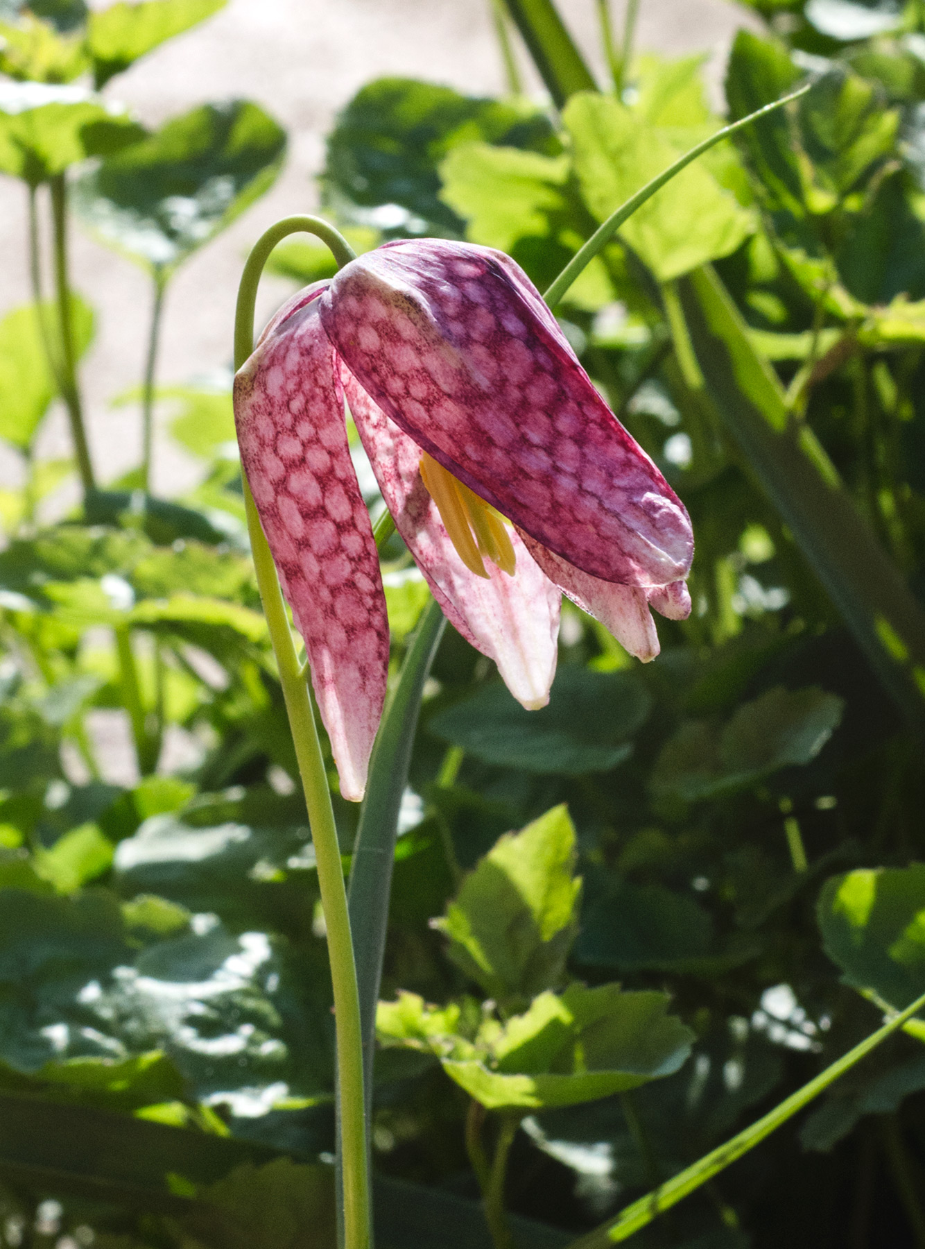 Fritillary petals in the sun