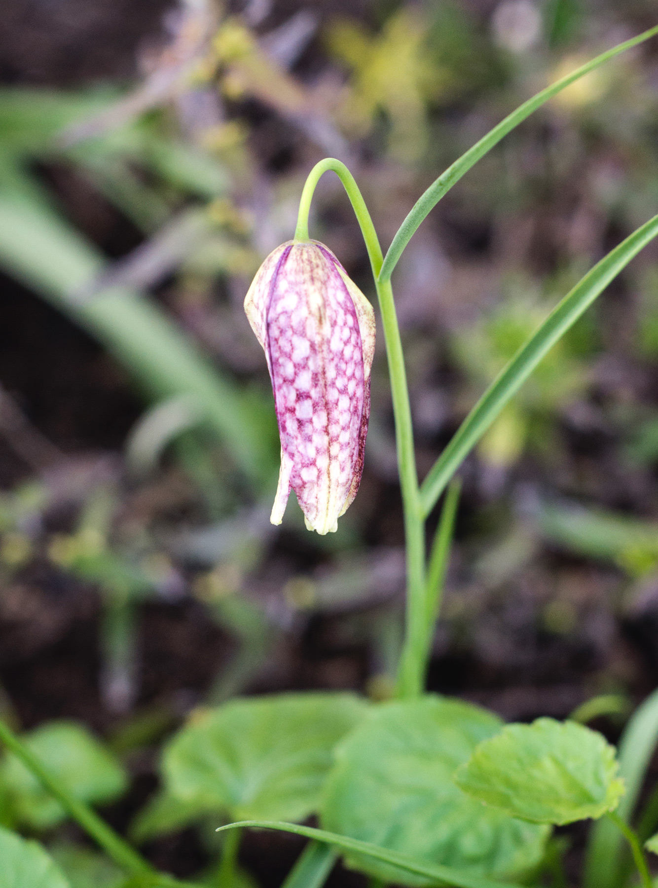 Opening flower bud