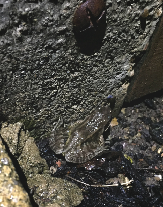 Frog on garden path