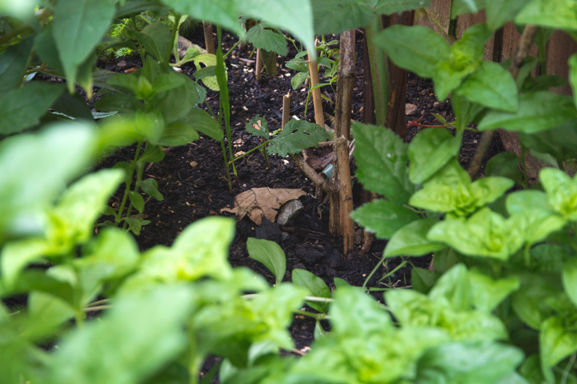 View through undergrowth