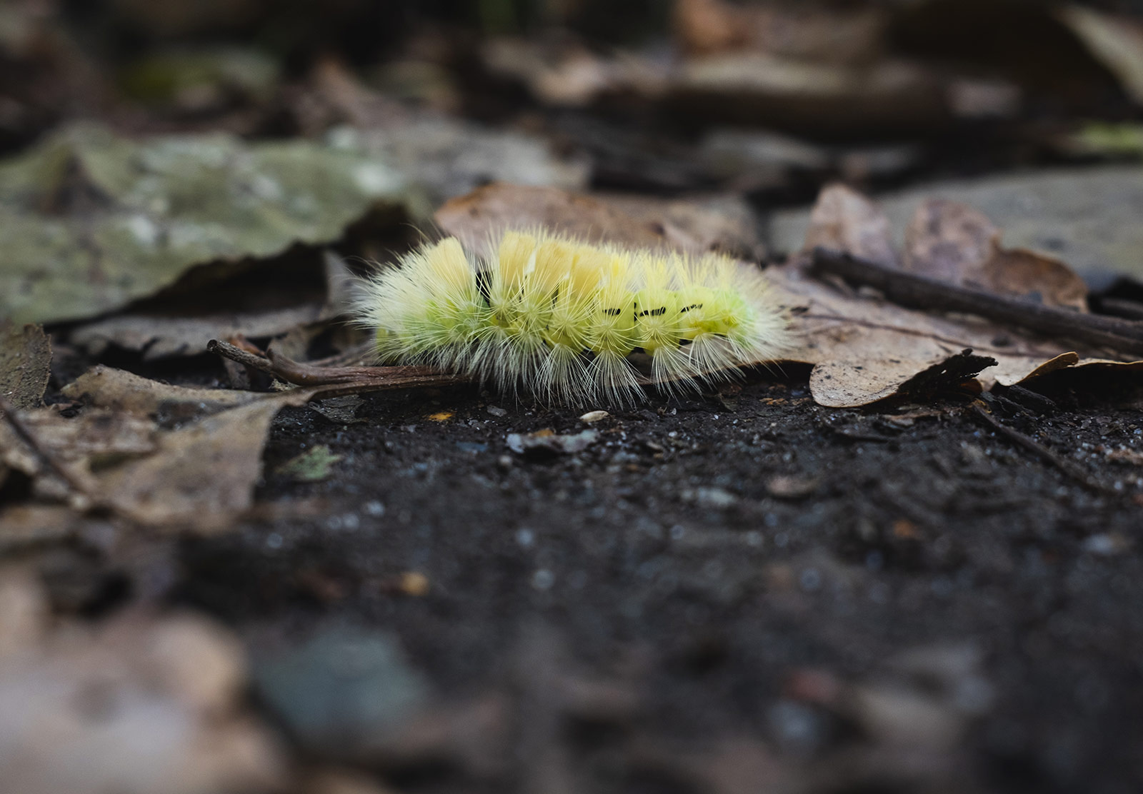 Fuzzy yellow caterpillar