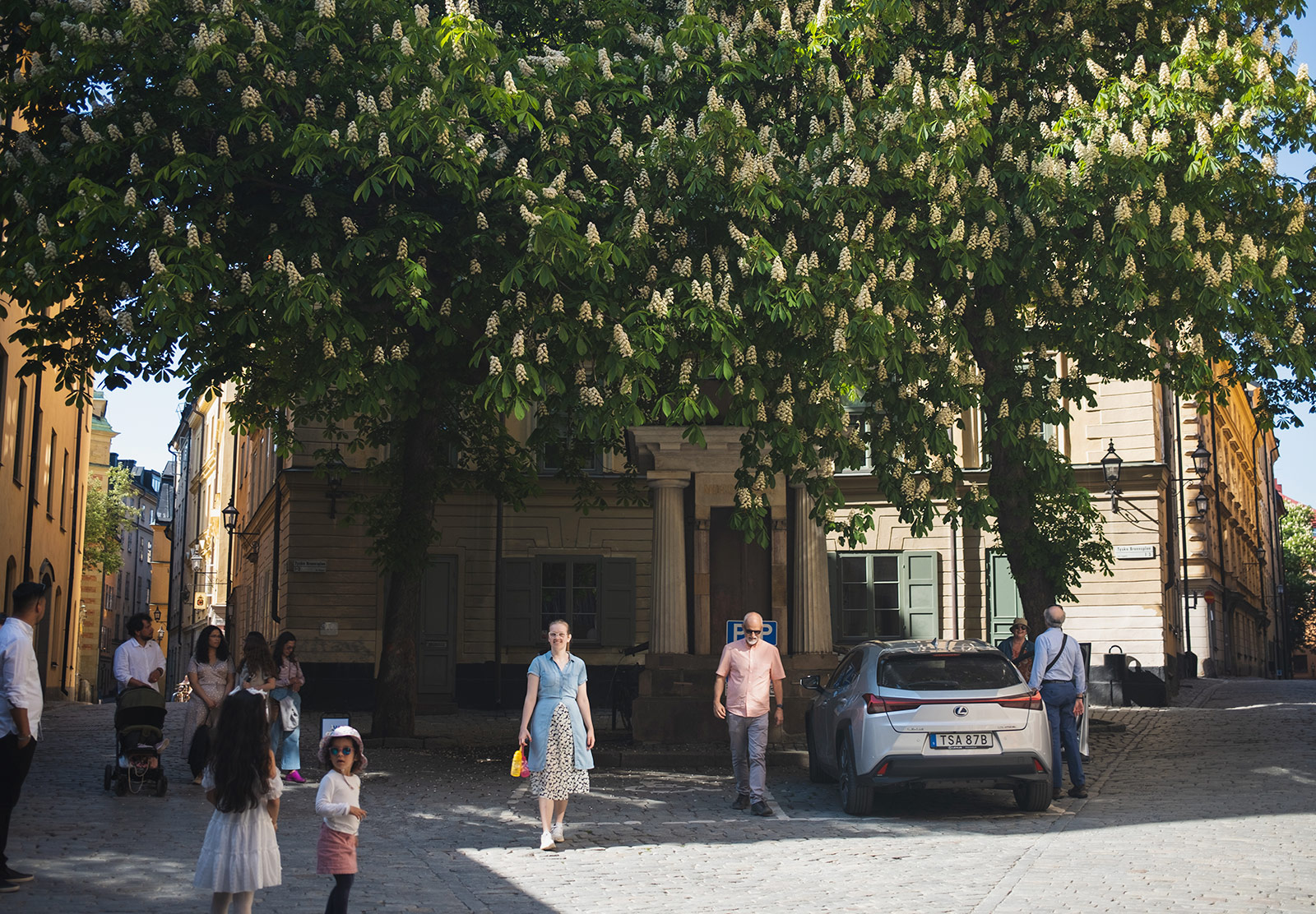 People walking under large tree
