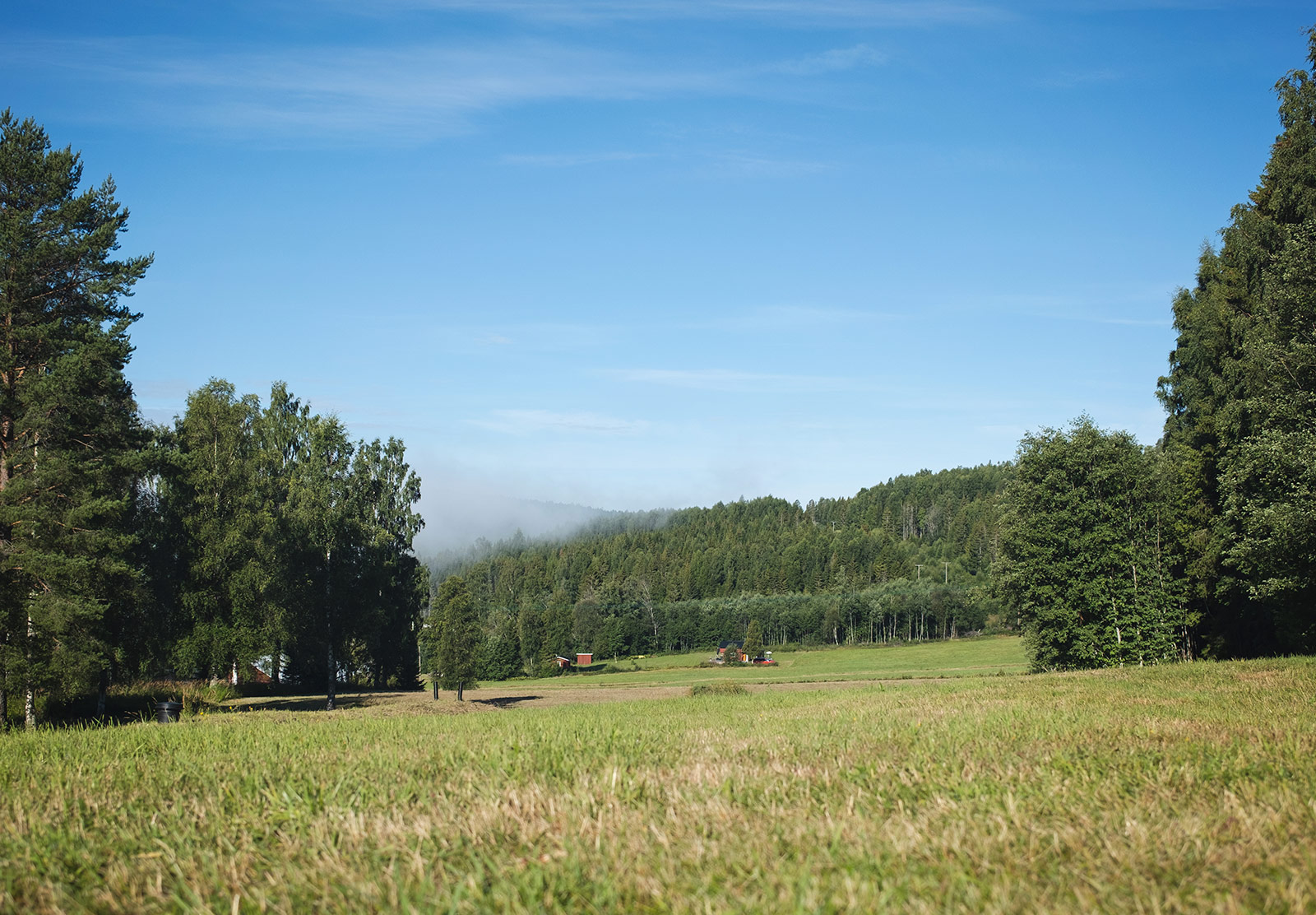 Cloud over trees