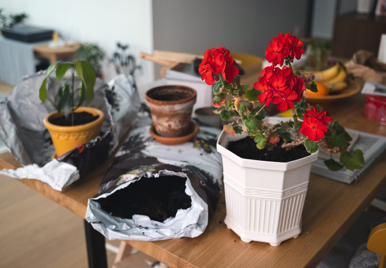 Red flowers in white pot