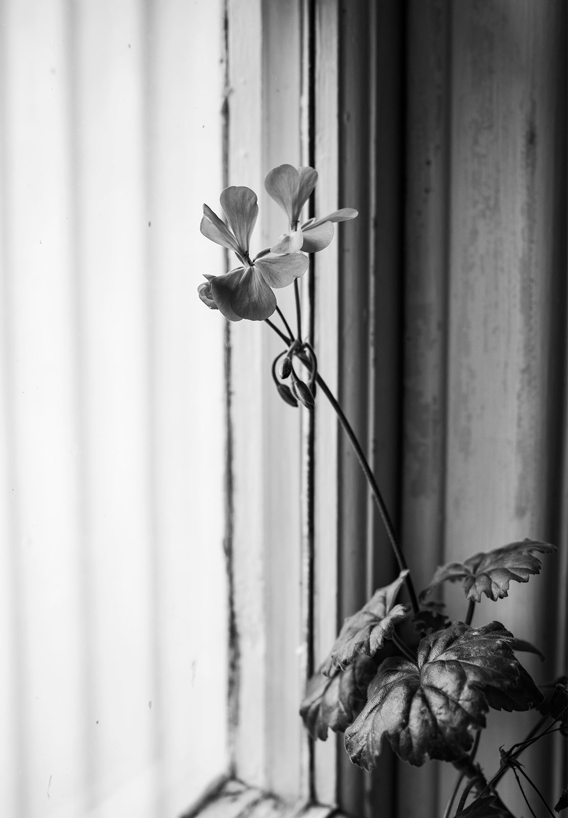 Flower leaning on window