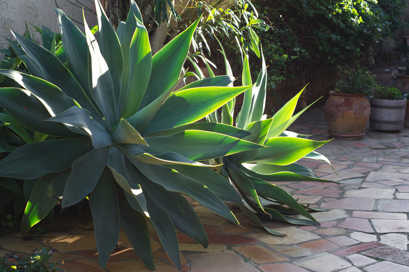 Giant succulents in Spanish garden