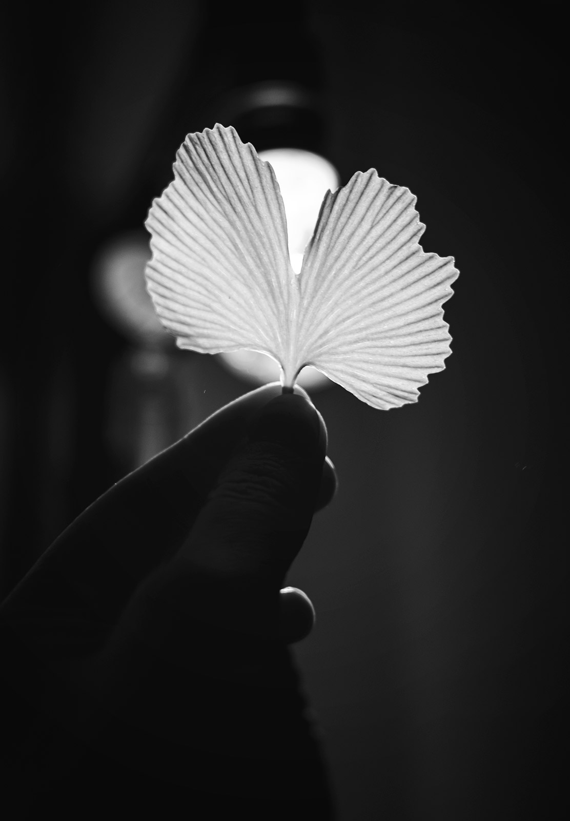 Gingko leaf