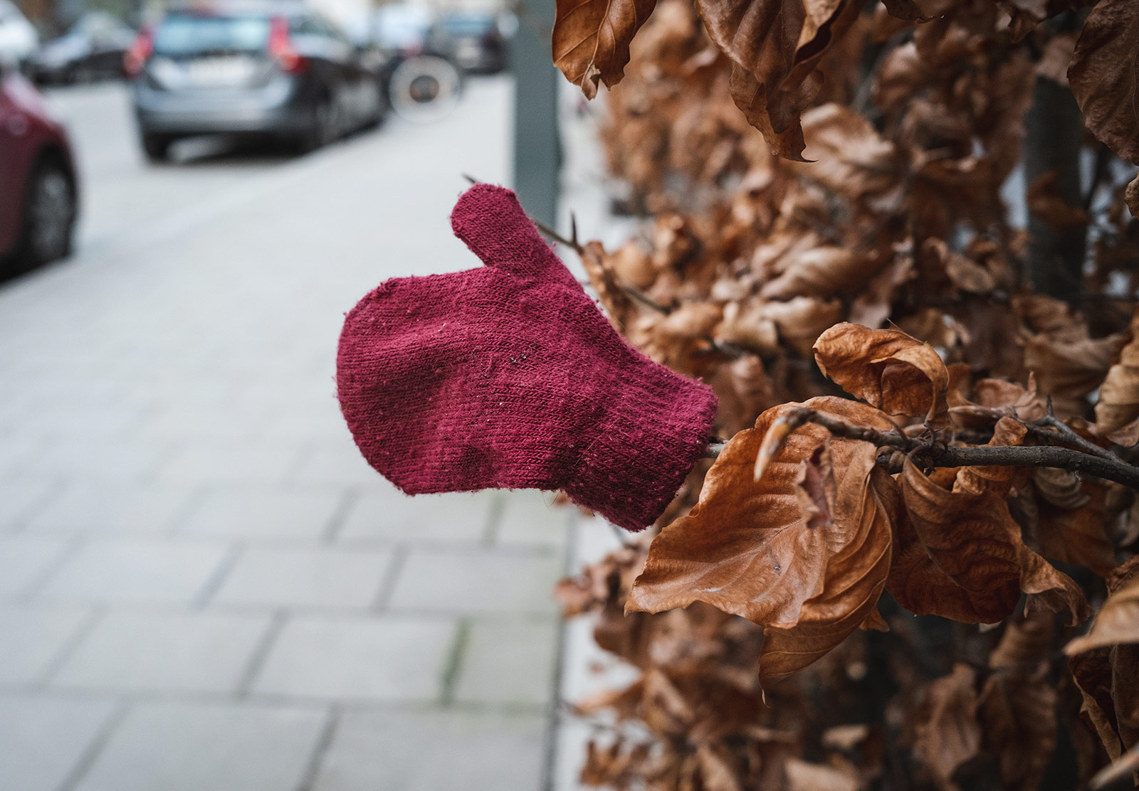 Red glove on branch