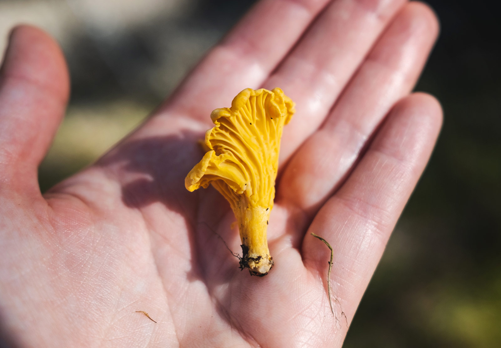Golden mushroom