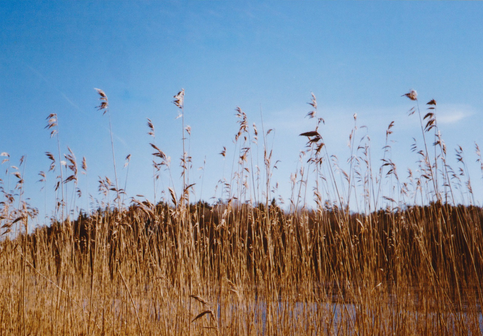 Reeds in the sun