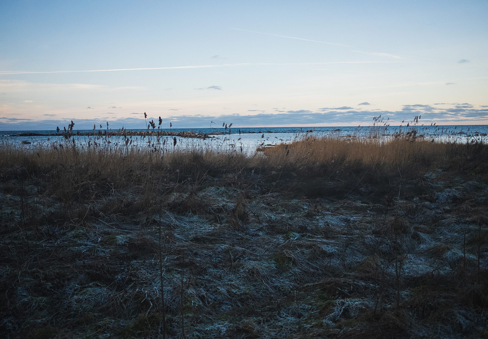 Frozen plants on coast