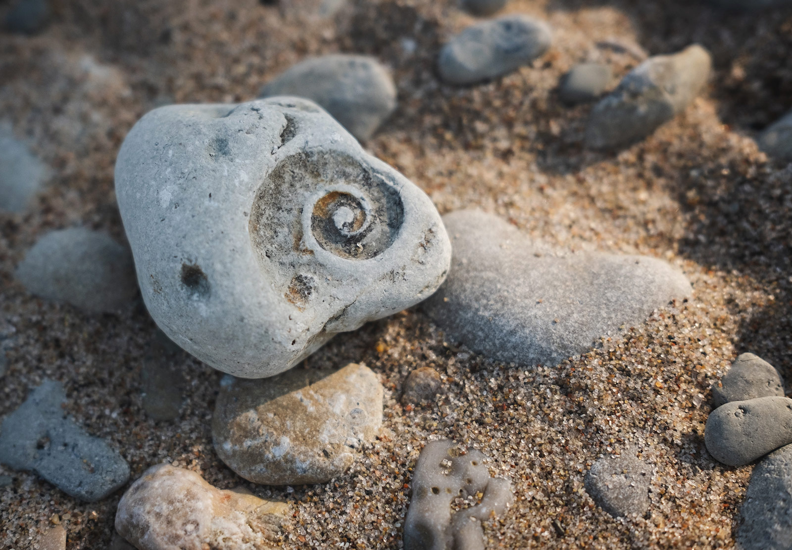 Snail shaped fossil imprint