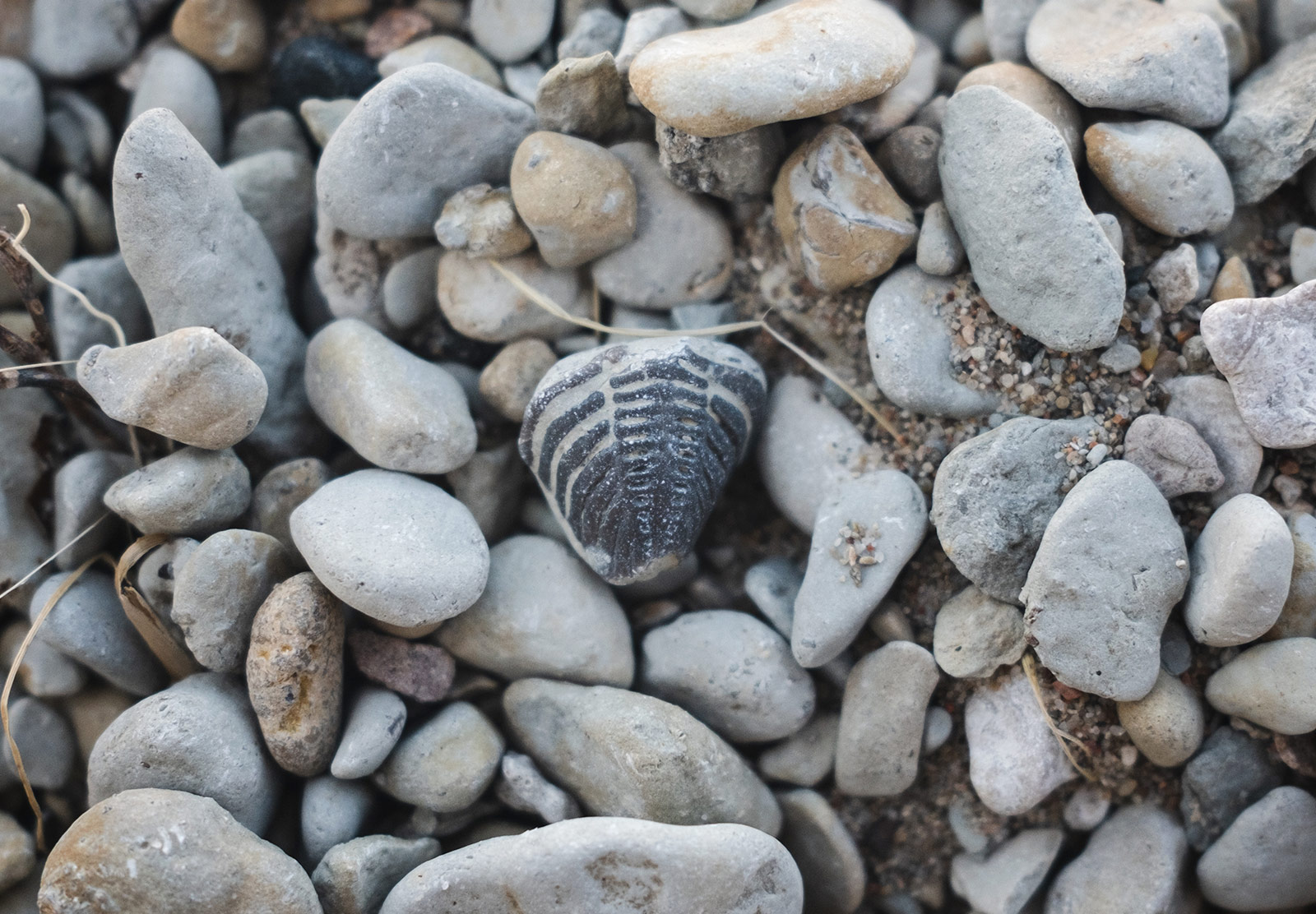 Bug like fossil on pebbles