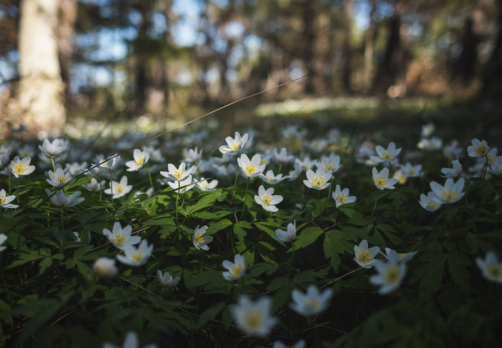 Cluster of white flowers