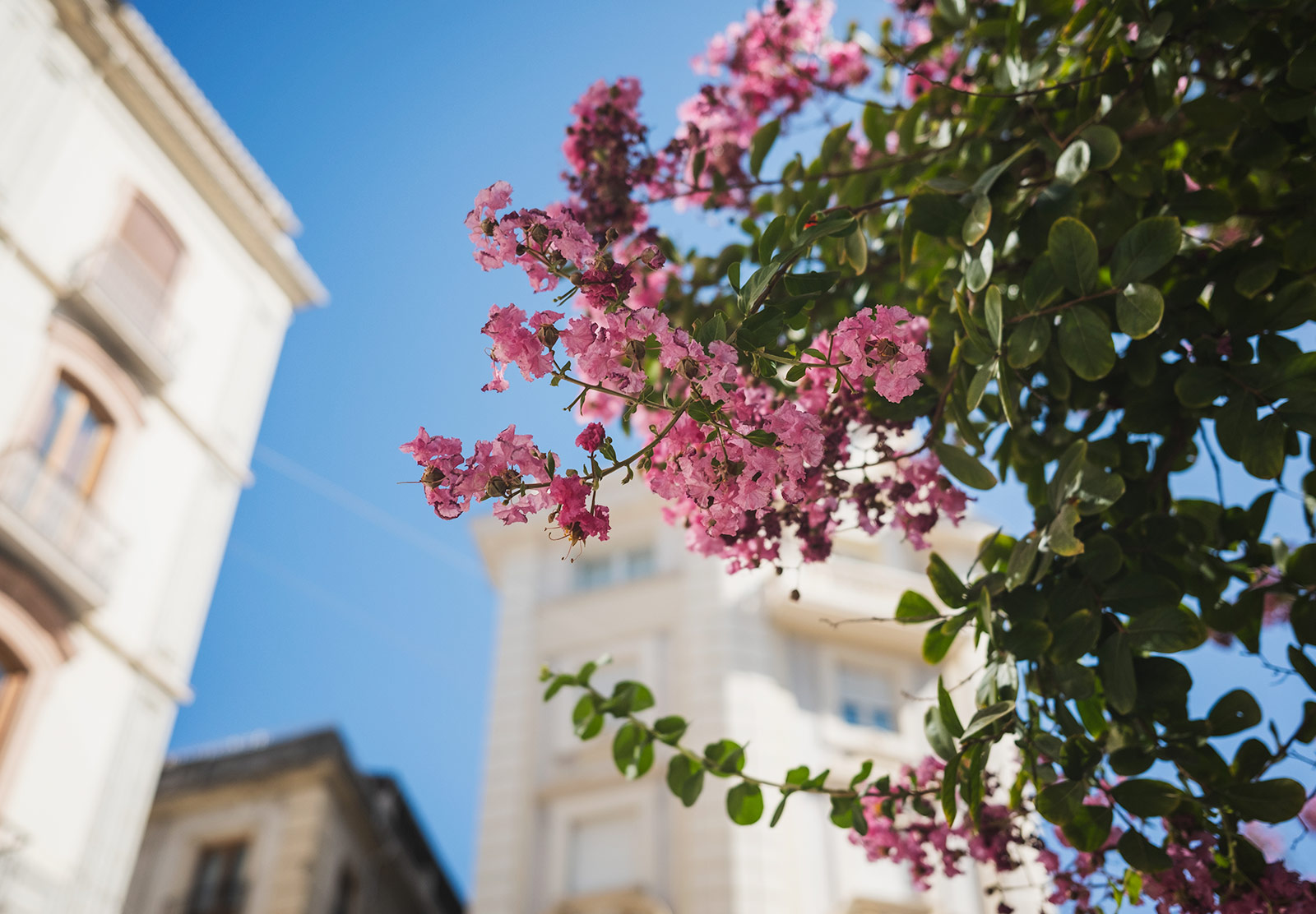 Pink flowers against sky
