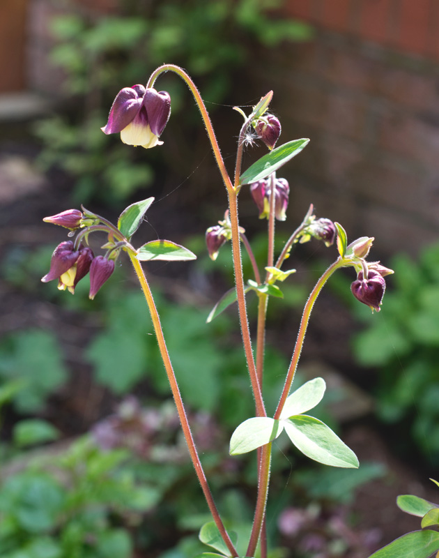 Purple Aquilegia