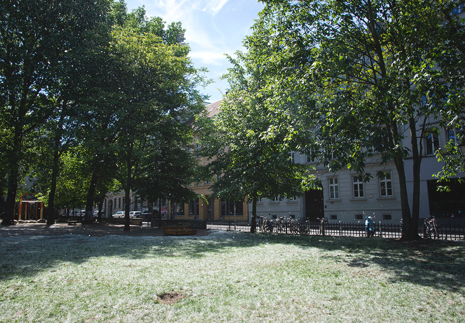 Park covered in snow like seeds