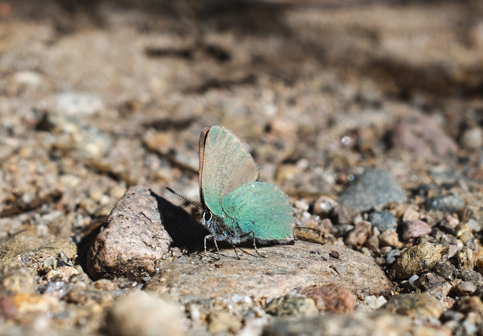 Green butterfly