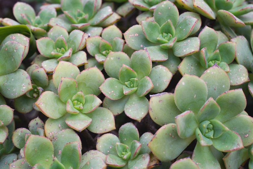 Small green succulents