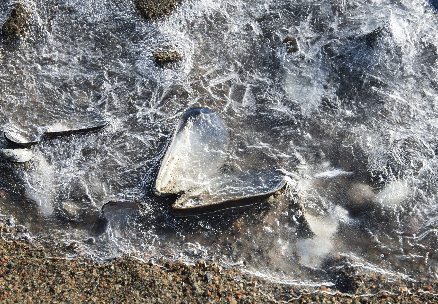 Mussel shell in ice
