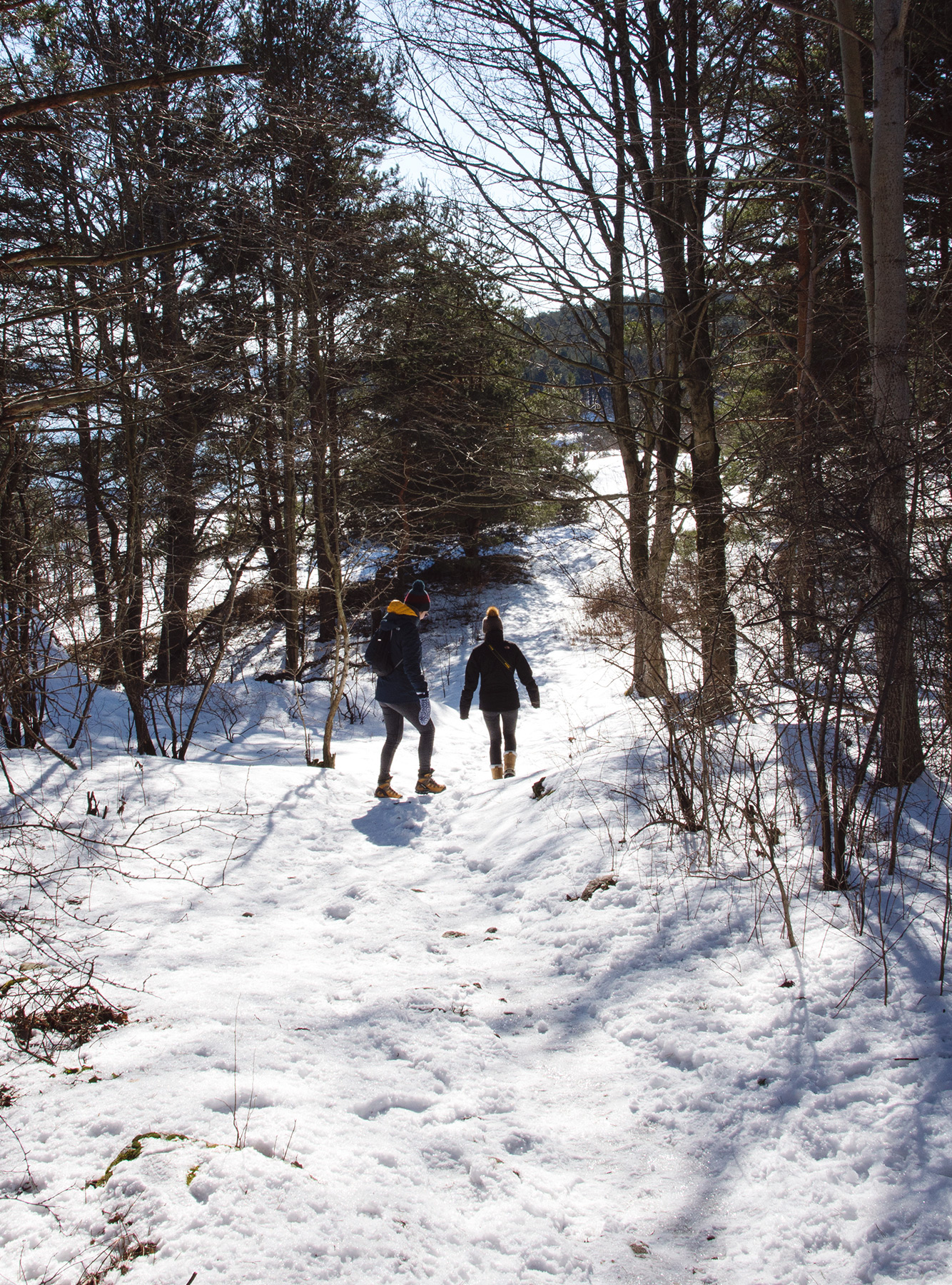 People walking through trees