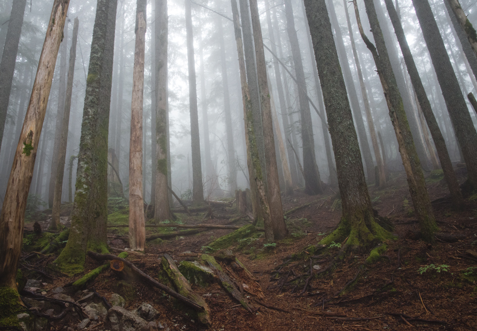 Moss covered trees in fog