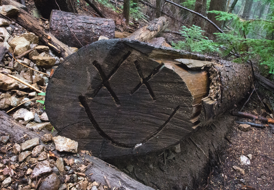 Smiley face cut into tree