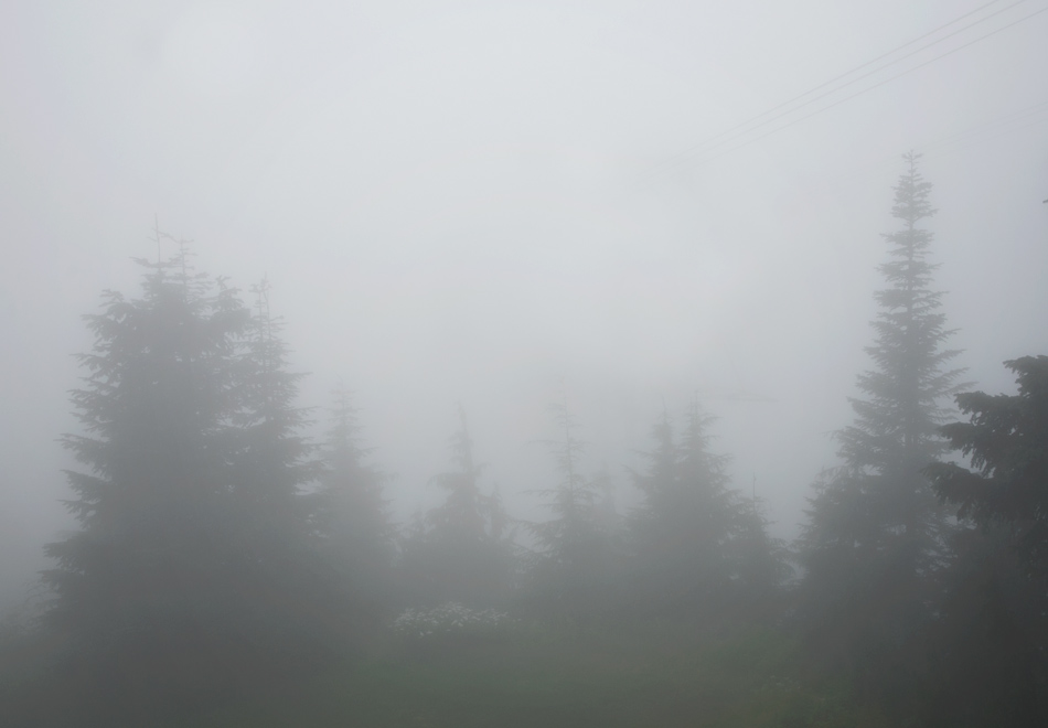 Misty tree silhouettes