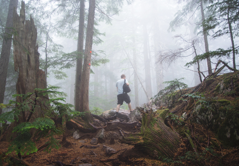 Rugged forest trail