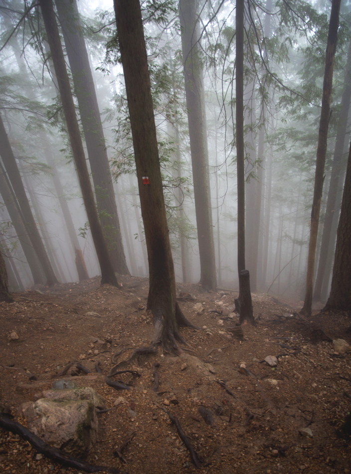 Misty forest trail