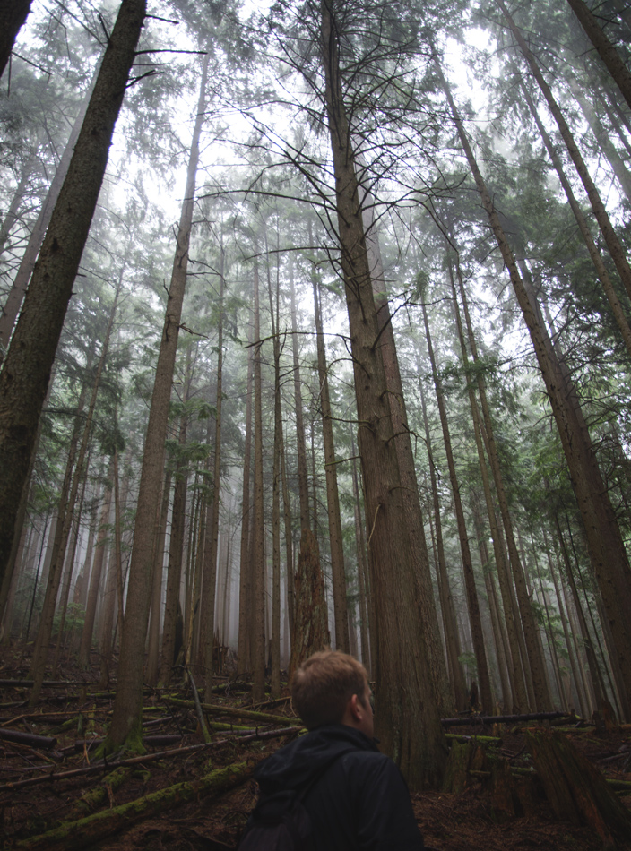 Tall trees and mist