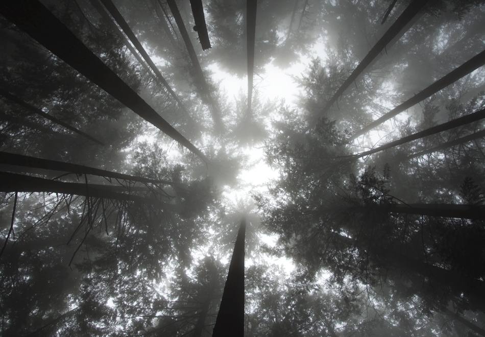 Silhouettes of trees