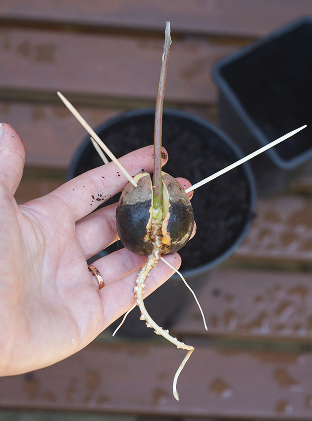 Avocado stone with roots