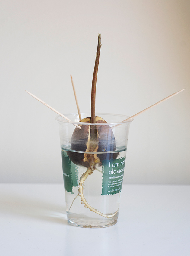 Avocado stone with sprouting centre