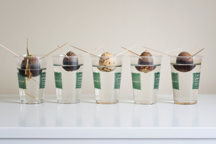 Row of avocado stones