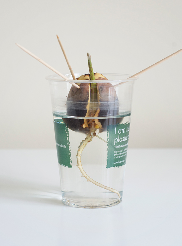 Green sprout growing out of avocado pit