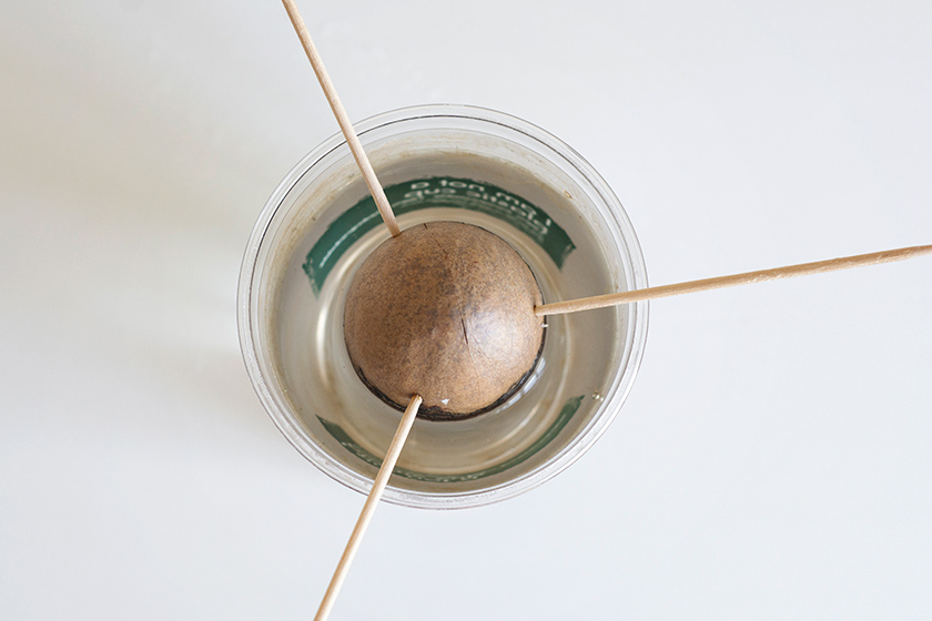 Avocado stone in water