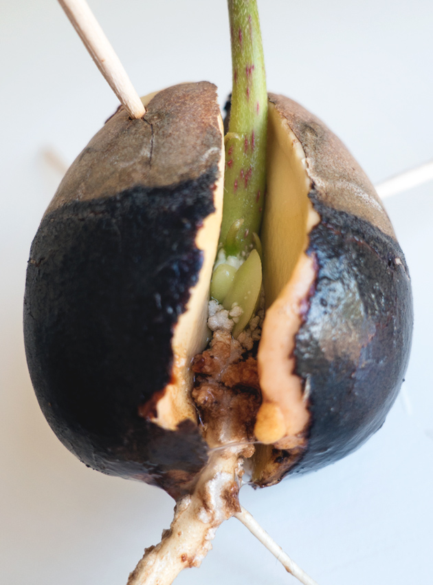 Closeup of split avocado spoon