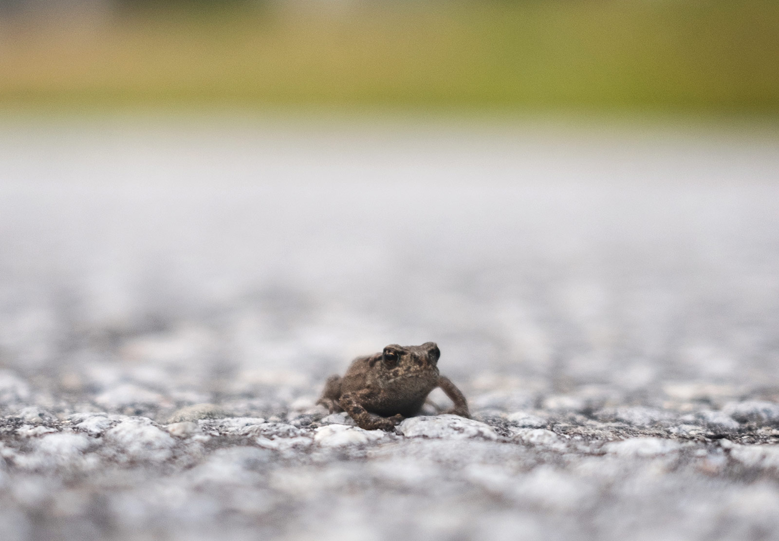 Grumpy toad