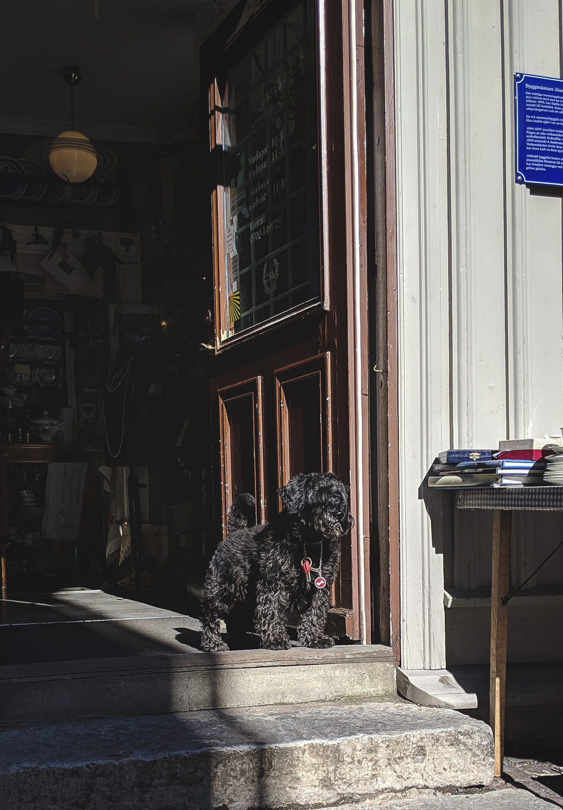 Dog in sunny doorway